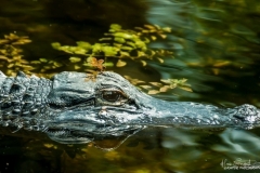 Wildlife
