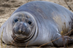 Elephant Seal