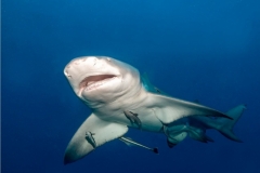 Lemon Shark