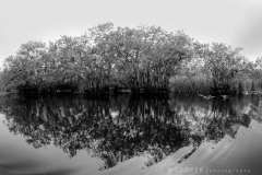 Everglades Reflections