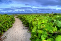 Ocean Trail