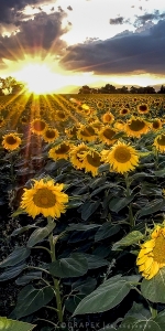 Sunflower Sunset times 2